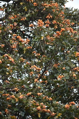 Erythrina fusca