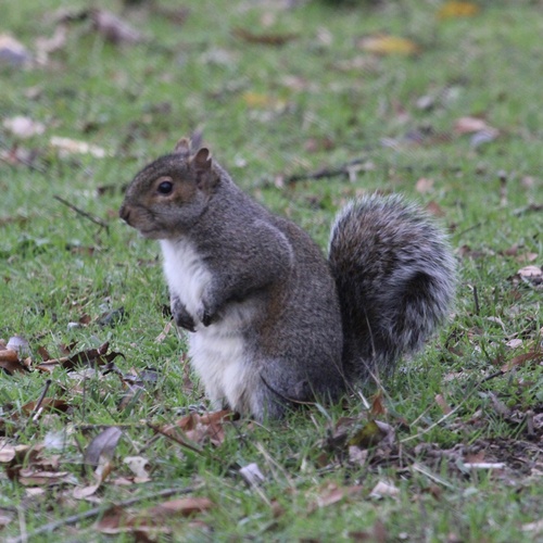 Eastern Gray Squirrel