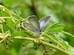 Cupido comyntas texana