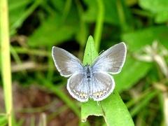 Cupido comyntas texana