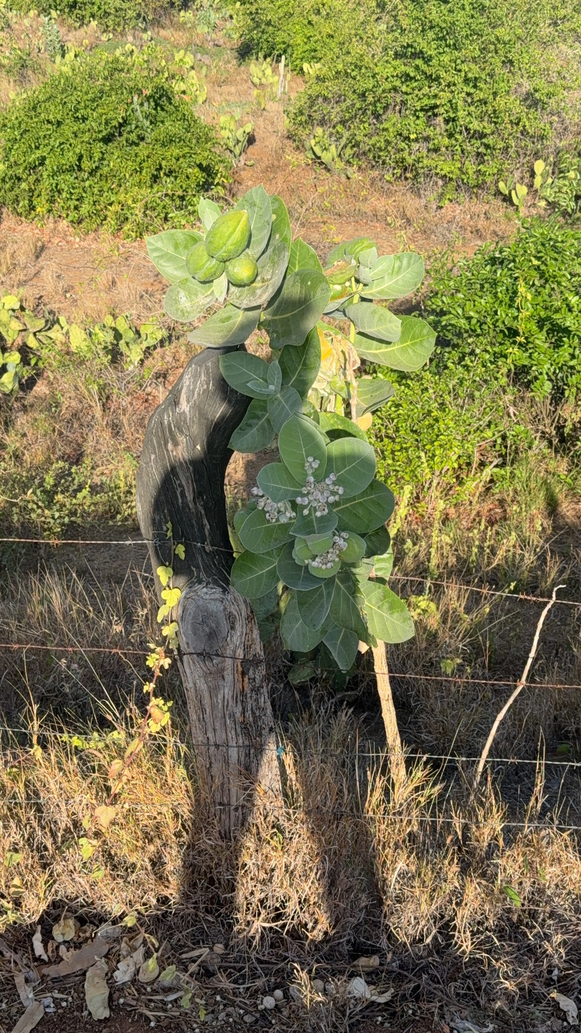 Calotropis procera