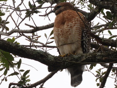Buteo lineatus