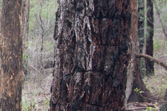 Angophora floribunda