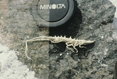 Arcturus baffini