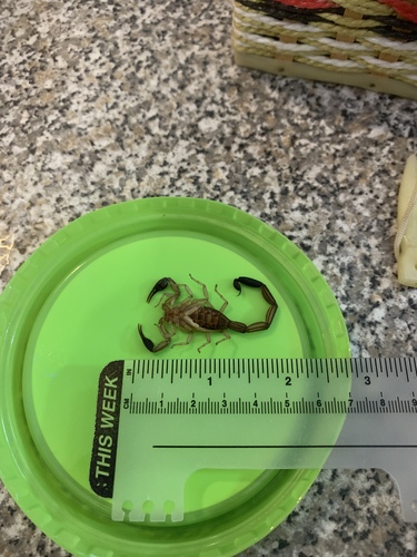 Centruroides vittatus