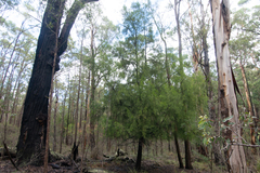 Allocasuarina paludosa