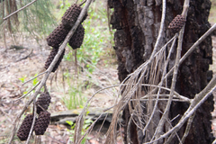 Allocasuarina paludosa