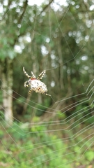 Alpaida alticeps