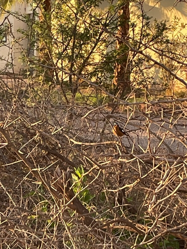 Moussier's Redstart