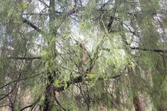 Allocasuarina paludosa