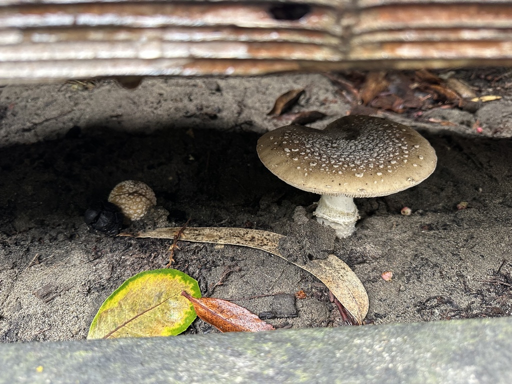 Amanita pantherina