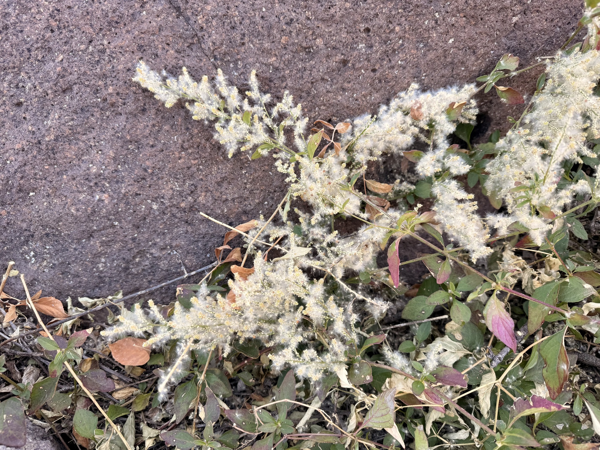 Standley's Bloodleaf (Iresine heterophylla)