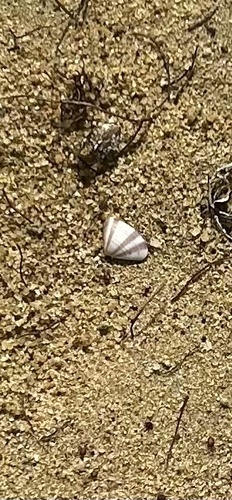 Donax denticulatus