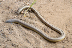 California Legless Lizard photo 5