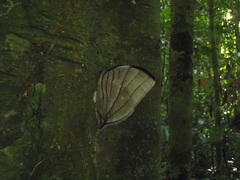 Amathuxidia amythaon