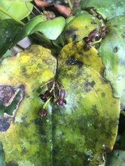 Pleurothallis cordata