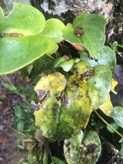 Pleurothallis cordata