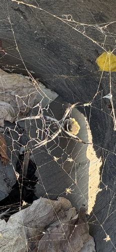 Silver Garden Orbweaver