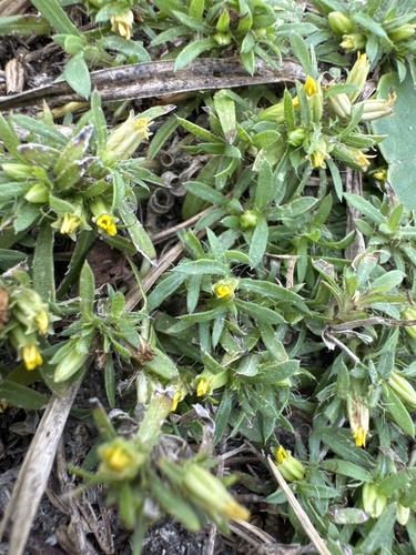 Spreading Chinchweed (Pectis prostrata)