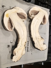 Agaricus buckmacadooi