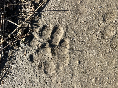 Bobcat photographed in Rhode Island