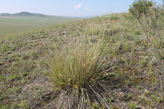 Festuca sibirica