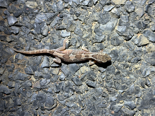 Box-patterned Ground Gecko