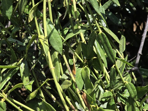 Yellow voqui (Diplolepis menziesii)