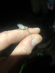 Pristimantis ventrimarmoratus