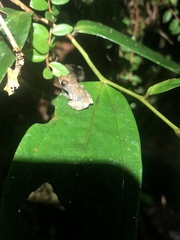 Pristimantis ventrimarmoratus