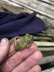 Pristimantis katoptroides