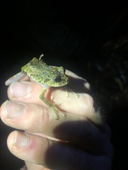 Pristimantis katoptroides