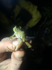 Pristimantis katoptroides