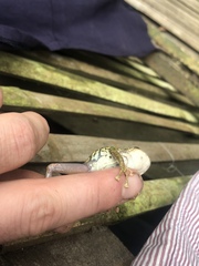 Pristimantis katoptroides