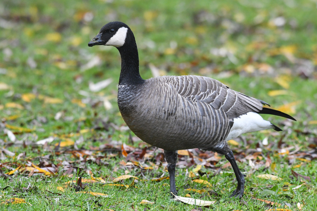 Small Cackling Goose