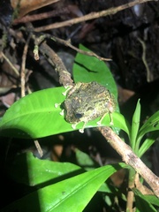 Pristimantis katoptroides