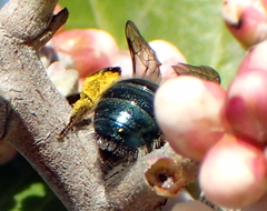 Andrena cerasifolii