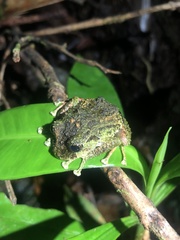 Pristimantis katoptroides