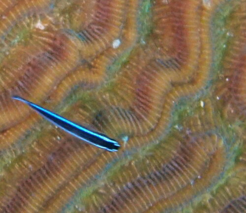 Elacatinus lobeli observed 2025-12-11