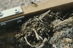 Gynaephora groenlandica
