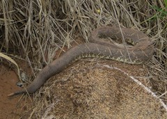 Crotalus durissus