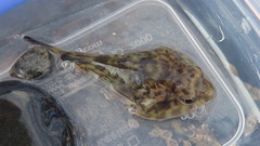 Diplocrepis puniceus