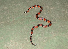 Micrurus corallinus