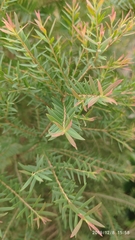 Melaleuca linariifolia