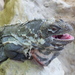 Guatemalan Spiny-tailed Iguana - Photo (c) Christoph Lorse, some rights reserved (CC BY-NC-SA)
