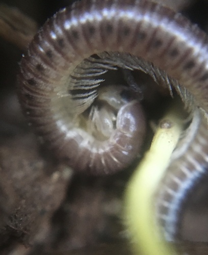 Oriulus venustus photo 4