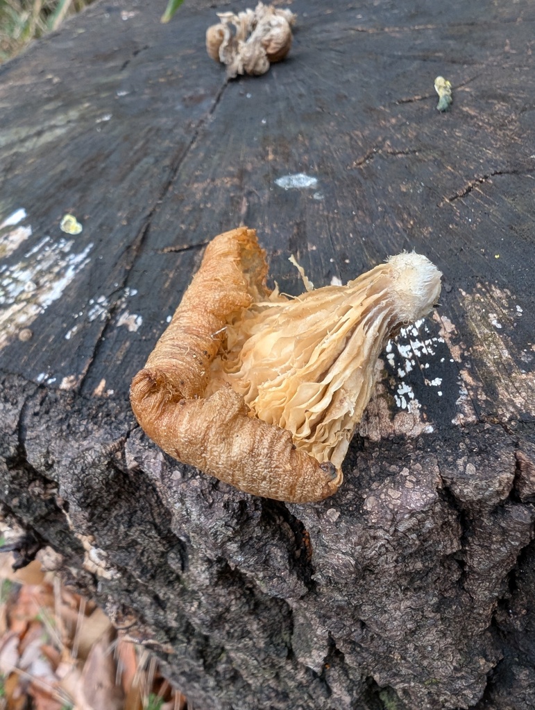Pleurotus ostreatus · December 2025 · photo: © atsushi_nakajima_cirque (iNaturalist, cc-by)