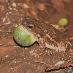 Rhinella major