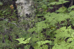 Osmorhiza aristata