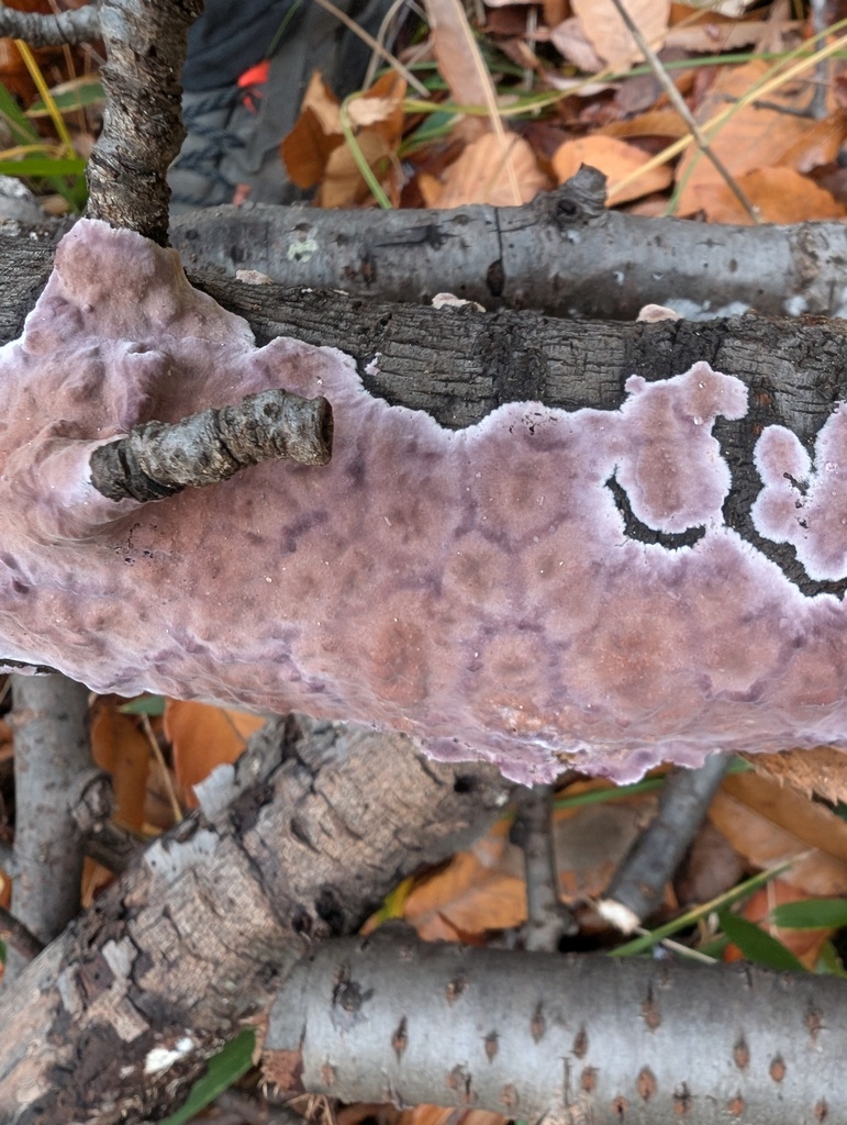 Phlebiopsis crassa · December 2025 · photo: © atsushi_nakajima_cirque (iNaturalist, cc-by)